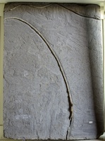 F 01446
<br/>
<br/>
<em></em>